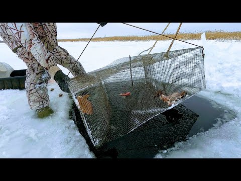 Видео: Я в ШОКе от катиски, она и здесь ловит больше всех. Ловля рыбы мордушками. Рыбалка в Сибири 2021.