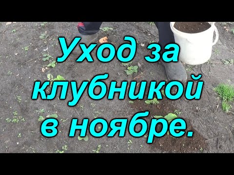 Видео: Как подготовить  молодую клубнику к зиме.