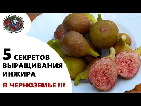 Видео: 5 секретов выращивания инжира в черноземье #ТриЭкоСад