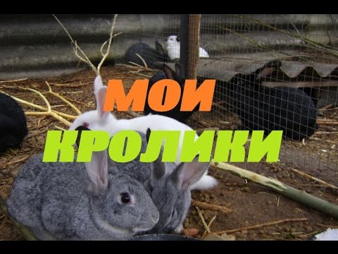 Видео: Мои кролики/Жить в деревне