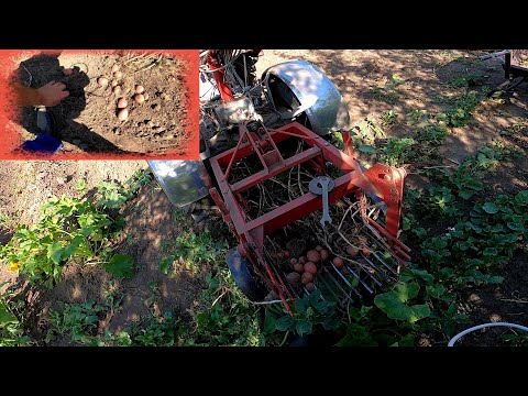 Видео: Картопля Алюетт .  Врожай слабкий, але потенціал не втрачений