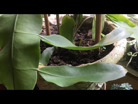 Видео: ОКСИПЕТАЛУМ,  ПРИНЦЕССА НОЧИ! ЭПИФИЛЛУМ Epiphyllum oxypetalum!