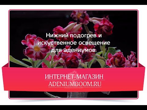 Видео: Нижний подогрев и искусственное освещение для адениумов