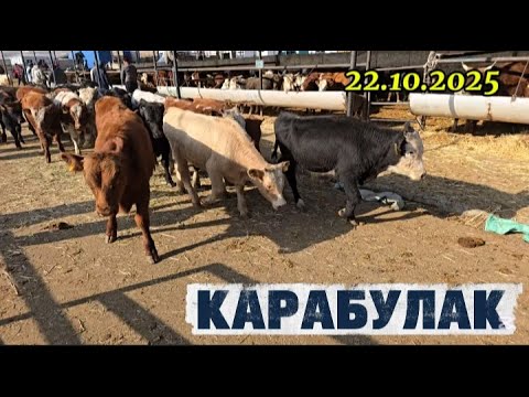 Видео: ІРІ ҚАРА БАҒАСЫ/ КАРАБУЛАК МАЛ БАЗАР