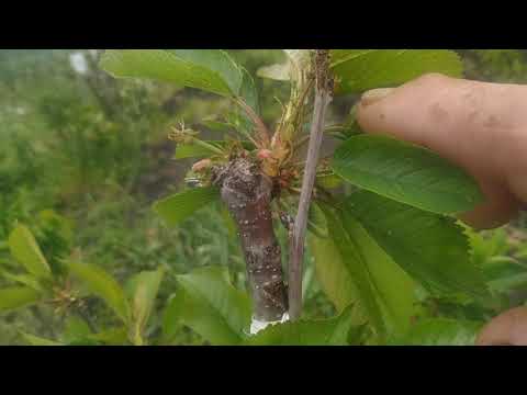 Видео: Обрезка яблонь и груш,формирующаяся,летняя.