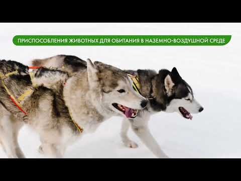 Видео: Наземно-воздушная среда обитания. Приспособления организмов к наземно-воздушной среде