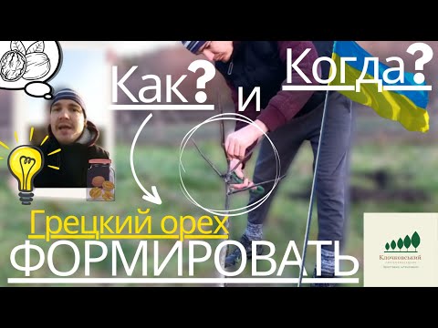 Видео: #19: ОБРЕЗКА и ФОРМИРОВКА грецкого ореха: СКОРОПЛОДНЫЕ ДВУХ летние саженцы // CUTTING THE WALNUT