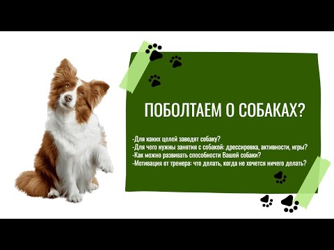 Видео: Поговорим о собаках? Немного мотивации для тренировок