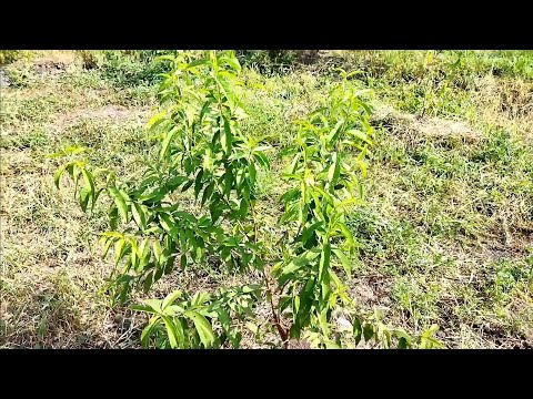 Видео: Персик Хасанский Клон Железова. Конец лета, чувствует себя хорошо без полива, удобрений и обработок.