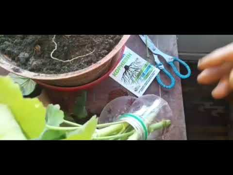 Видео: " У неё на окошке герань..."Герань! Лучший способ размножения! 71 серия.