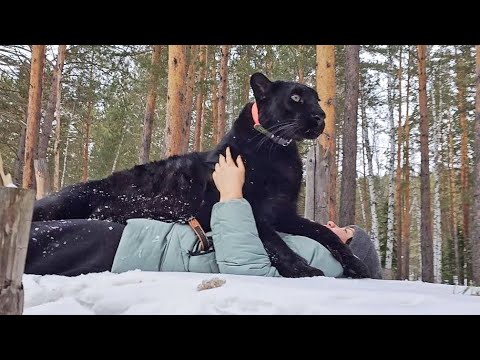 Видео: Пантера Луна. Прогулка по любимым местам (Часть 2)