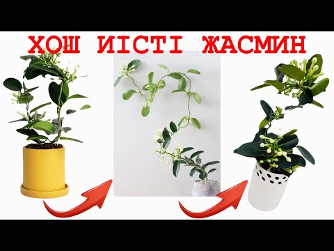 Видео: ЖАСМИН(3-бөлім) ТАМЫРЫНА САЙ ТОПЫРАҚҚА ОТЫРҒЫЗУ/БЕКІТКІШ ҚҰРАЛҒА БЕКІТУ #жасмин #бөлмегүлдері