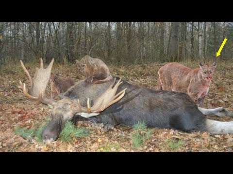 Видео: Редкие кадры охоты Пумы. Этот Зверь превзошел в охоте льва и тигра.