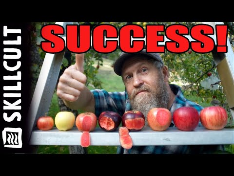 Видео: Официально сногсшибательно! Вкусные красные яблоки с мякотью, выращенные из семян
