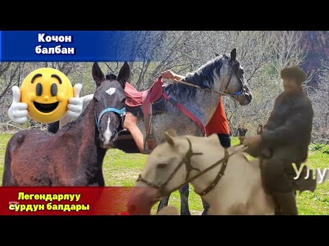 Видео: Кочон балбан легендарлуу сурдун балдарын сатууга койду