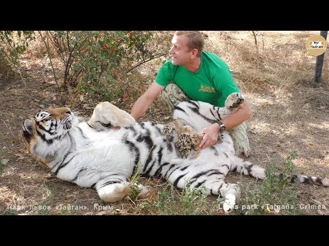 Видео: Мы с тобой одной крови - человек и тигр. Тайган. Amazing! Tigress trusts her human. Taigan