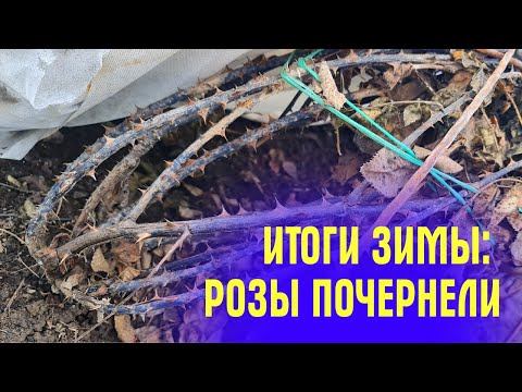 Видео: РОЗЫ ПОЧЕРНЕЛИ! Такого ЕЩЁ НЕ БЫЛО! Как перезимовали розы, смотрим и удивляемся