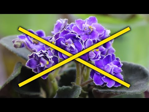 Видео: Почему у меня НЕ РАСТЕТ ФИАЛКА?  КАК БЫТЬ И ЧТО ДЕЛАТЬ?