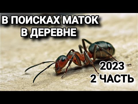 Видео: В поисках маток в деревне 2023 (2 часть). #МуравьиЯрославль