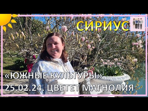 Видео: Парк "Южные культуры" 25.02.2024. Цветение магнолии Суланжа!