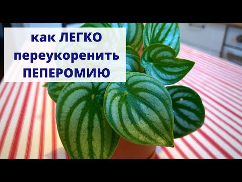 Видео: Как ПЕРЕУКОРЕНИТЬ /омолодить ПЕПЕРОМИЮ АРБУЗНУЮ?