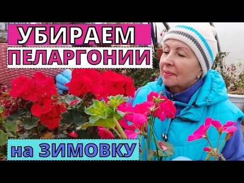 Видео: Как сохранить ПЕЛАРГОНИИ к следующему сезону. Обрезка и размножение