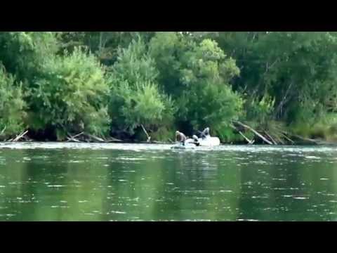 Видео: Браконьеры на Камчатке