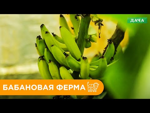 Видео: Банановая Ферма. Что такое Теплица-Термос? Выращивание Экзотических Фруктов.