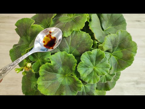 Видео: 1 капля под любой цветок и даже пожелтевший вмиг оживет и позеленеет