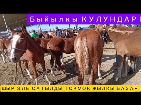 Видео: ЖЫЛКЫ БАЗАР ТОКМОК МАЛ БАЗАР 31/08/25/