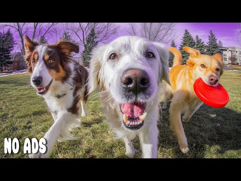 Видео: 12 часов ТВ для собак 🐶Музыка от тревоги для собак💖Расслабляющая музыка для глубокого сна