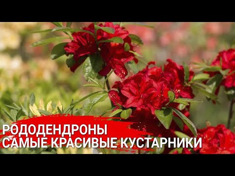 Видео: Рододендроны - самые красивые кустарники