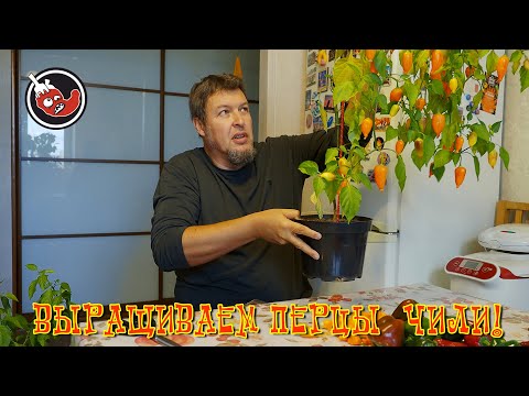 Видео: А что домашние перцы? Их есть у меня!