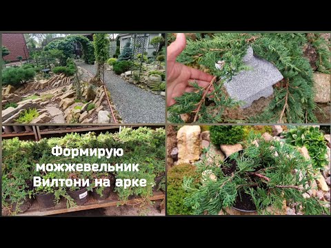 Видео: Формирую можжевельник Вилтони на арке.