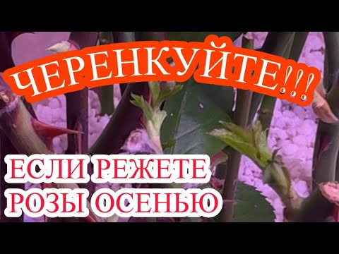 Видео: ЧЕРЕНКОВАНИЕ РОЗ или как работают тепличные комбинаты, когда много РОЗ!