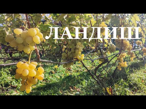 Видео: ЛАНДИШ
