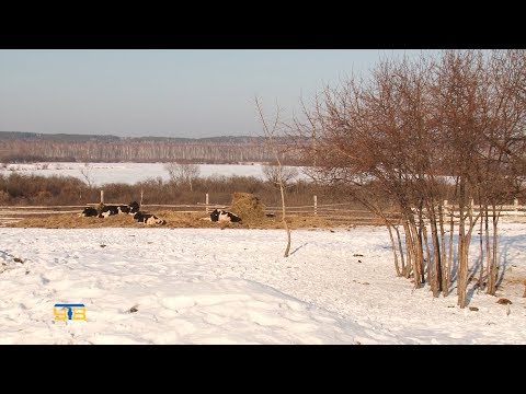 Видео: ЛПХ семьи Федотовых