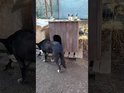 Видео: Я прошу помощи🙏🏼Прошу помочь кормить,оплатить долги,ведь дальше зима и холод…🙏🏼🙏🏼🙏🏼
