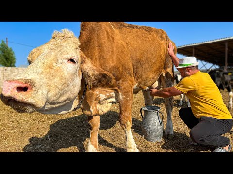 Видео: Пришел На Ферму За Парным Молоком! Вкусный Плов на Молоке С Рыбой