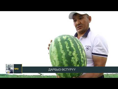 Видео: Дарбыз остуруу