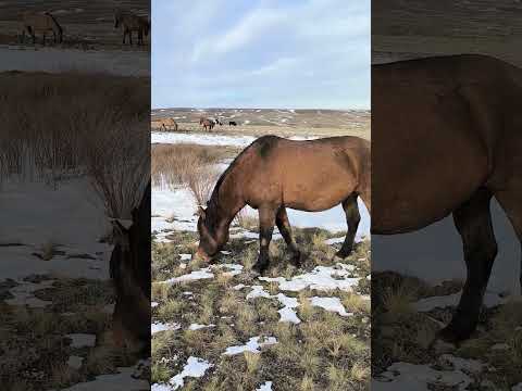 Видео: БОЯН