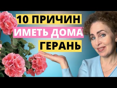 Видео: Польза ГЕРАНИ и ПЕЛАРГОНИИ