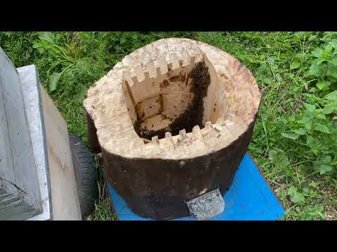 Видео: ЭКО МЁД. Заселение пчёл. Изъятие бортового мёда. САМЫЙ ПОЛЕЗНЫЙ МЁД.