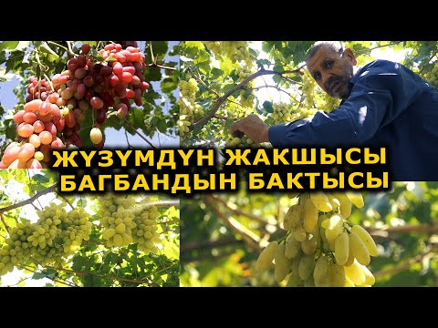 Видео: Ээн ТАЛААНЫ бакка айланткан БАГБАН || ЖҮЗҮМ өстүрүү СЫРЛАРЫ