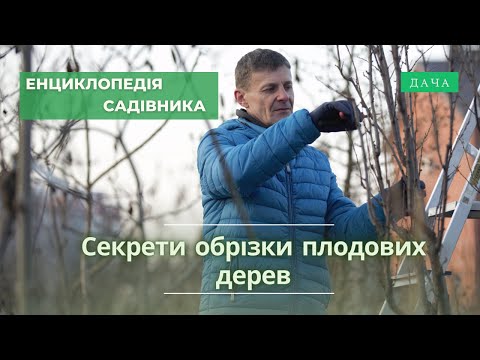 Видео: Секрети Обрізки Плодових Дерев. Як Правильно та Коли Обрізати Пловові Дерева?