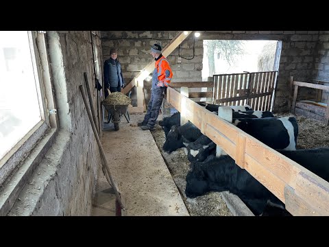 Видео: Силос для відгодівлі бичків! Запаси кукурудзи! Рівненщина!