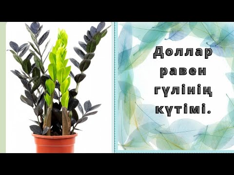 Видео: Доллар равен гүлінің күтімі.Доллар блэк.Замиакулькас равен.Уход за долларом.