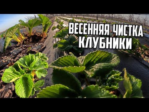 Видео: КЛУБНИКА весенняя чистка
