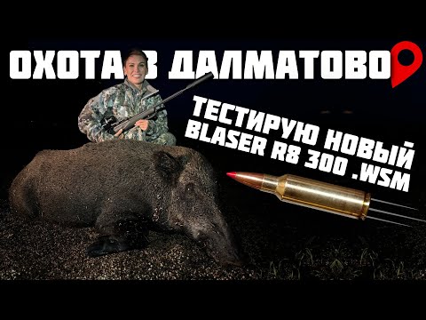 Видео: Охота в Далматово | НОВЫЙ BLASER R8 300 WSM | Испытание кабанчиком