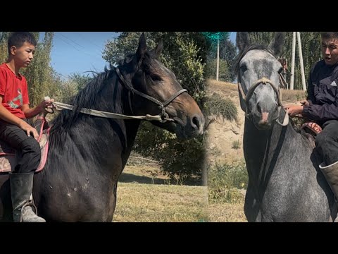 Видео: Кыял +996-550-466-883 дыйкандын кучтуу Аттары 